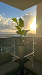 צמחים מלאכותיים